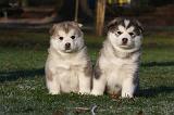 ALASKAN MALAMUTE 642